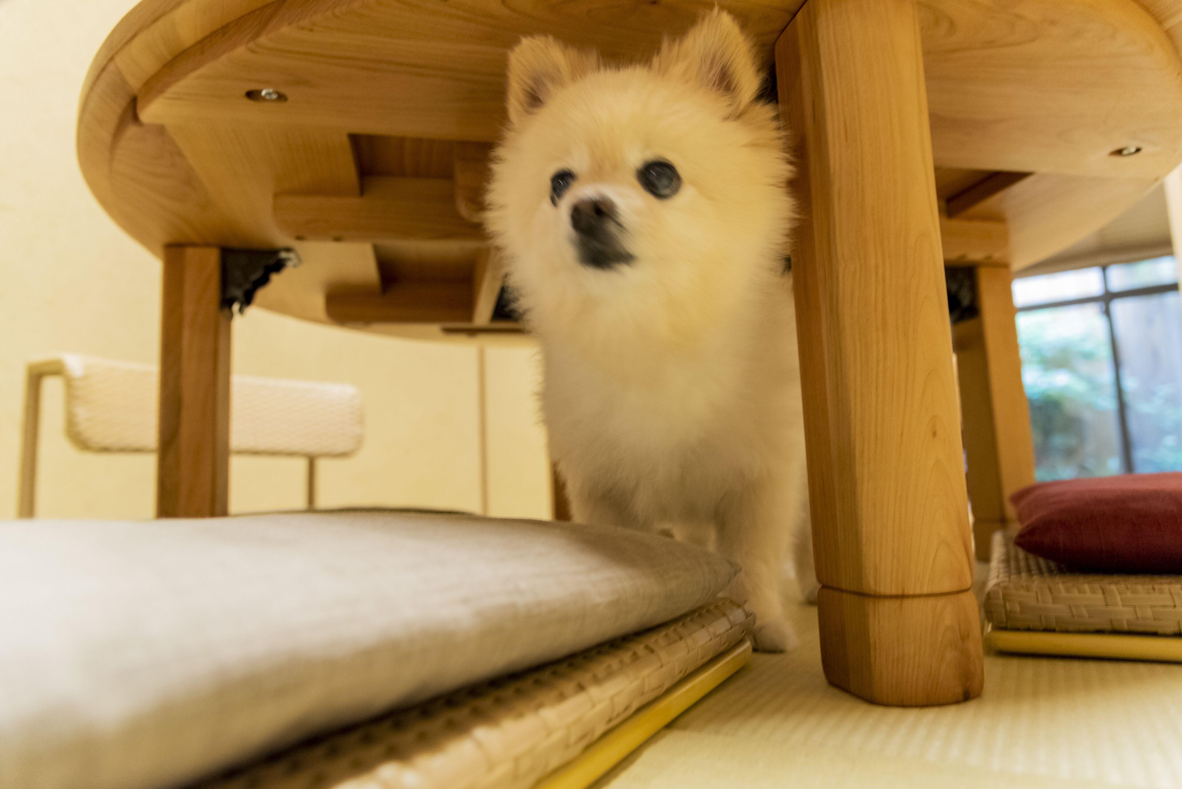 Ichijyo-Karin Hotel - Kyoto — Photos 1